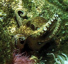 common octopus