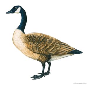 Canada goose