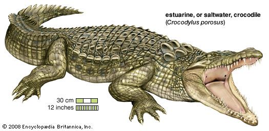 estuarine crocodile, or saltwater crocodile (Crocodylus porosus)