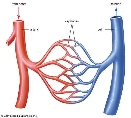 circulatory system