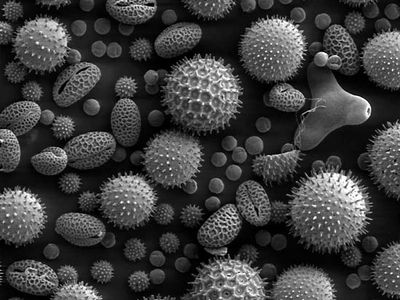 pollen grains