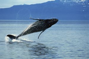 Humpback whale (Megaptera novaeangliae) breaching.