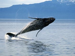 Humpback whale (Megaptera novaeangliae) breaching.