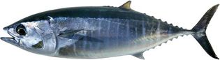 northern bluefin tuna