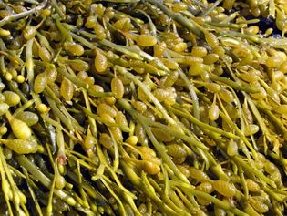 bladder wrack