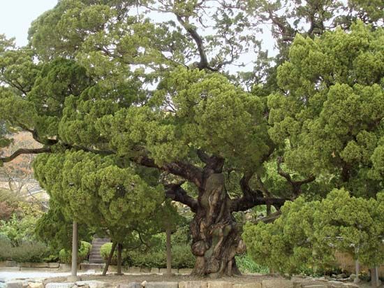 Chinese juniper