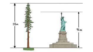 See a survey comparing the largest known single living organisms on Earth: from the animal, plant, and fungal kingdoms