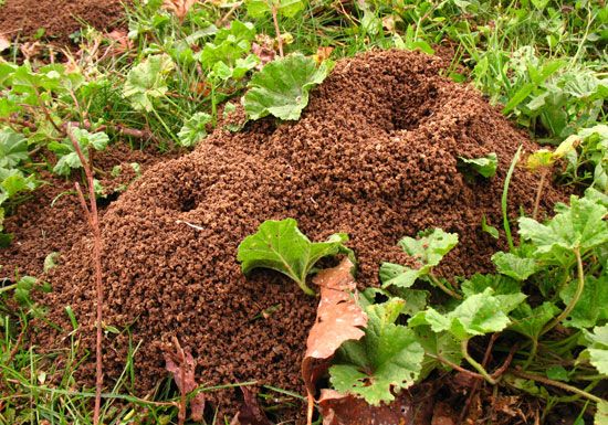 Ant hills