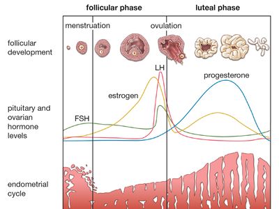 menstrual cycle