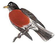 American robin