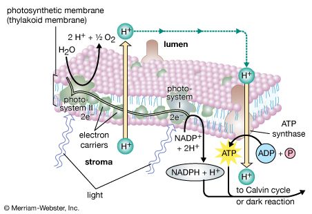 Diagram of the light reaction of photosynthesis