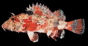 Scorpion fish (Scorpaenopsis vittapinna).