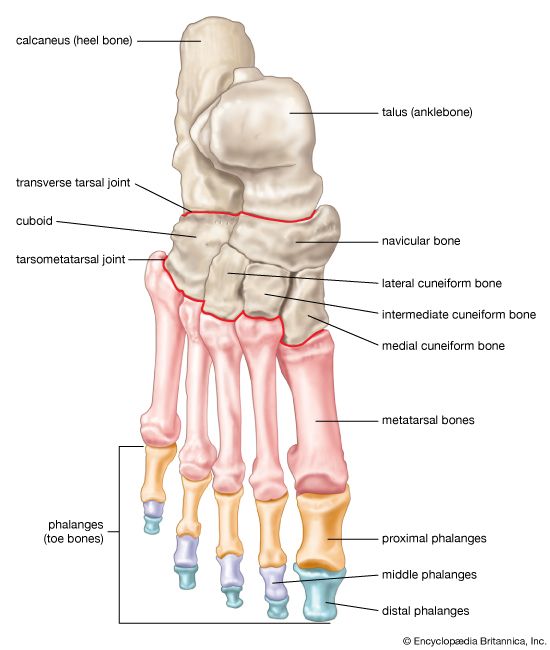 bones of the human foot