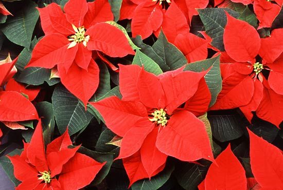 poinsettia