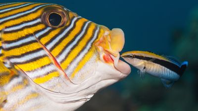 How cleaner fish help maintain coral reefs