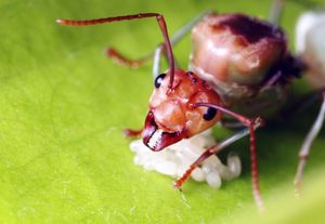 Queen ant