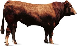 Limousin bull.