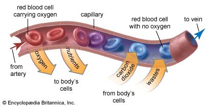 capillary