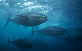 bluefin tuna