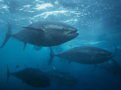 bluefin tuna