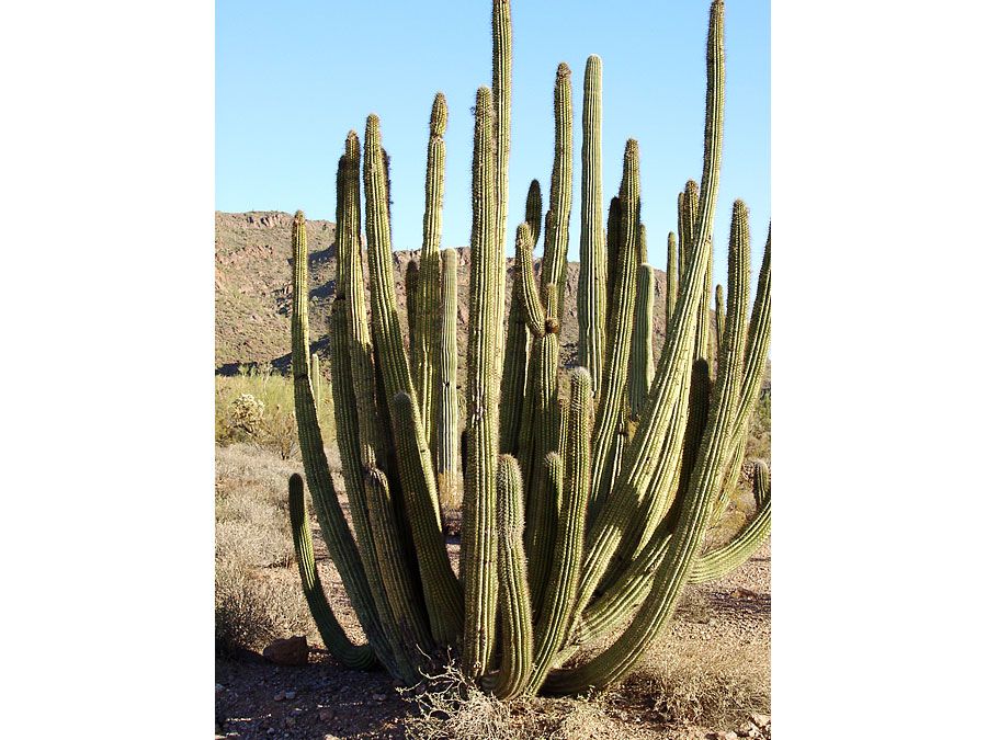 organ-pipe cactus