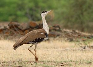 great Indian bustard