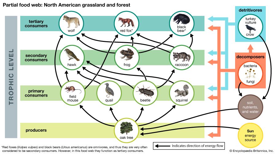 food web