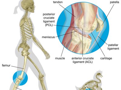 Structures of the human knee