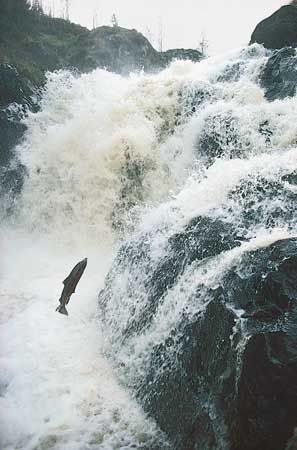 Atlantic salmon in the River Dee