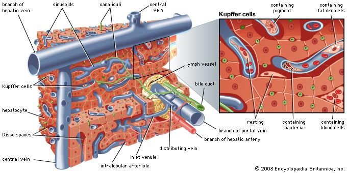 microscopic structure of the human liver