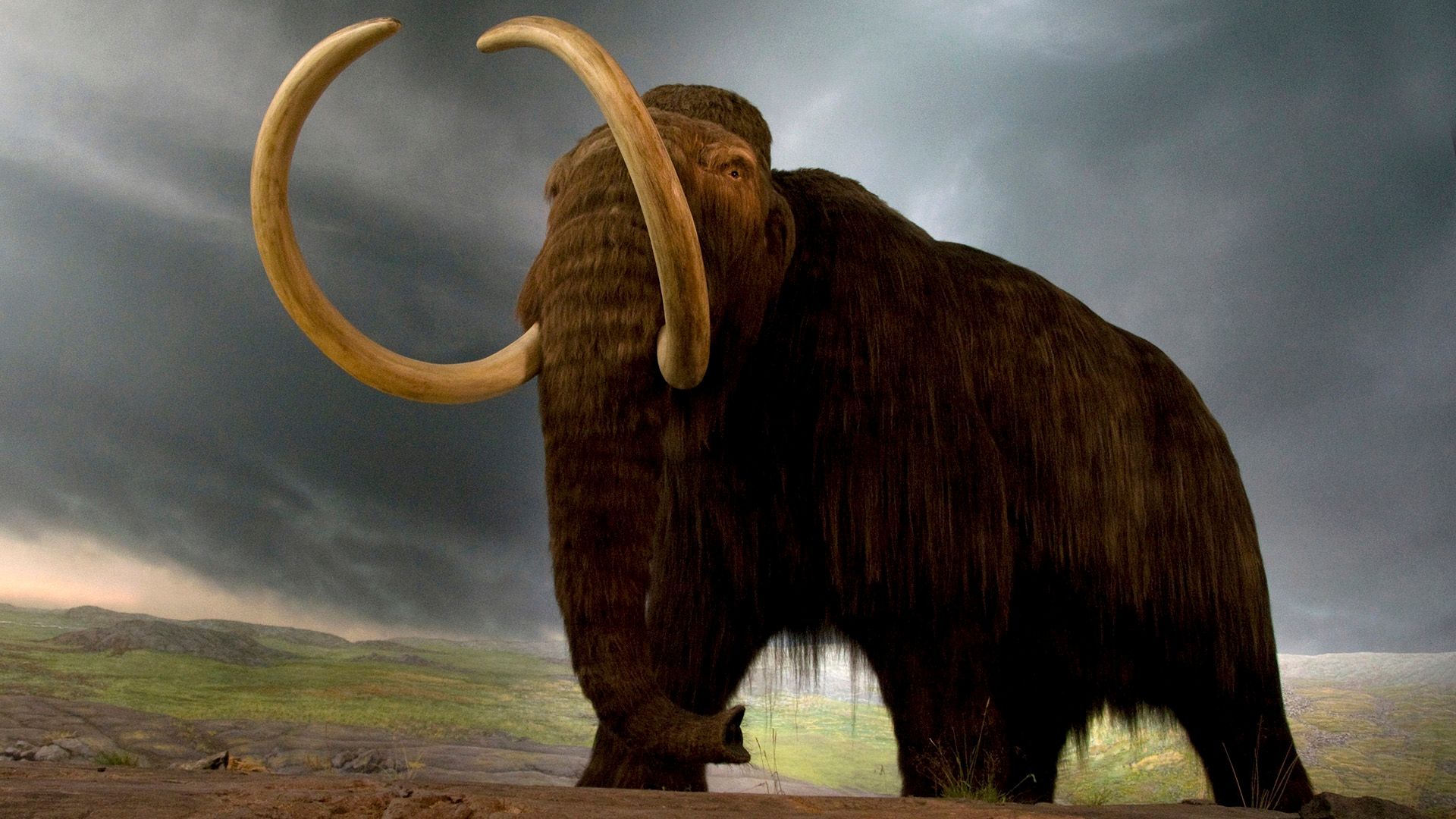 woolly mammoth (Mammuthus primigenius)