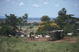 Cattle grazing on a  farm near Coronel Oviedo,  Para.