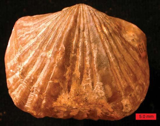 Platystrophia