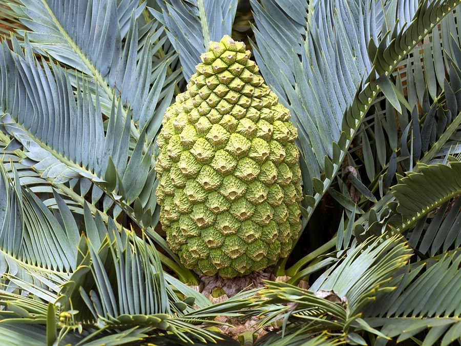 Karoo cycad