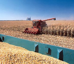 corn harvesting, Iowa