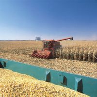 Corn harvesting in Iowa