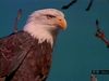 Study the migratory, predatory, and living habits of North American bald eagles