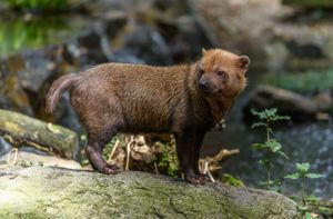 bush dog (Speothos venaticus)