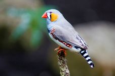 zebra finch (Taeniopygia guttata)