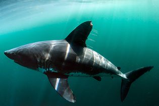 salmon shark (Lamna ditropis)