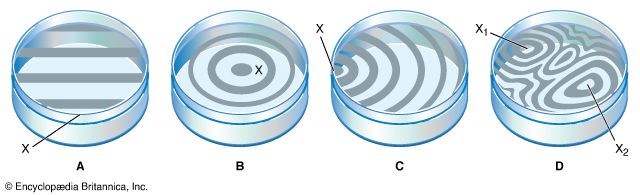 Newton's rings