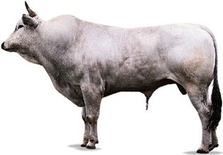 Chianina bull