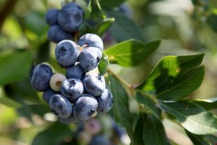 highbush blueberries