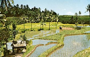 rice paddies, Indonesia