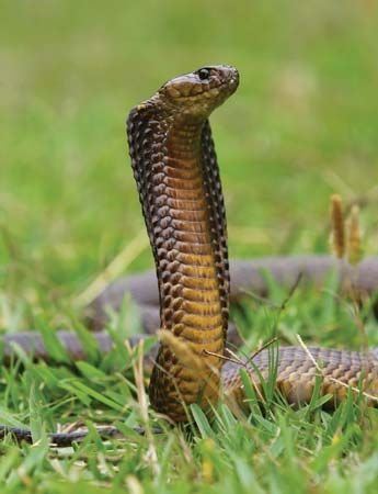 Cape cobra (Naja nivea).