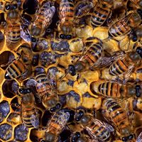 beekeeping. bumblebee. bee. Nest has queen, drones (males), and worker bees feed hatched larva and seal cells with wax. Honey bees, honeybees colony. Beehive, beeswax, honeycomb, brood. insect