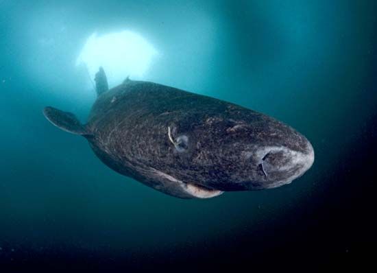 Greenland shark