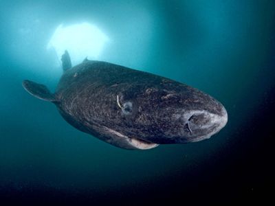 Greenland shark