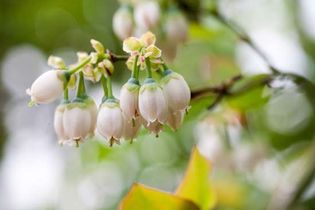 blueberry flowers