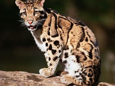 Clouded leopard (Neofelis nebulosa).